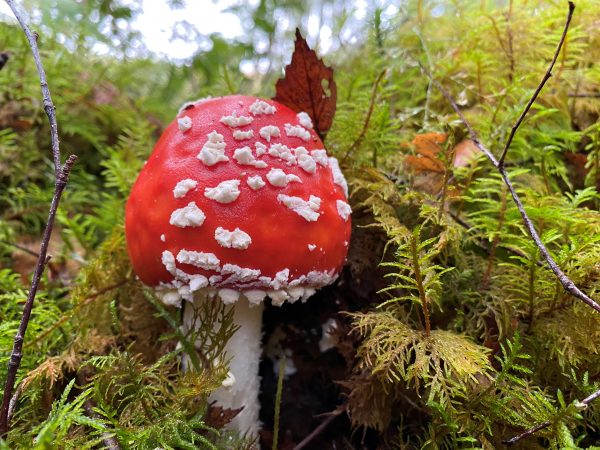 Mycorrhizal Network Masterclass