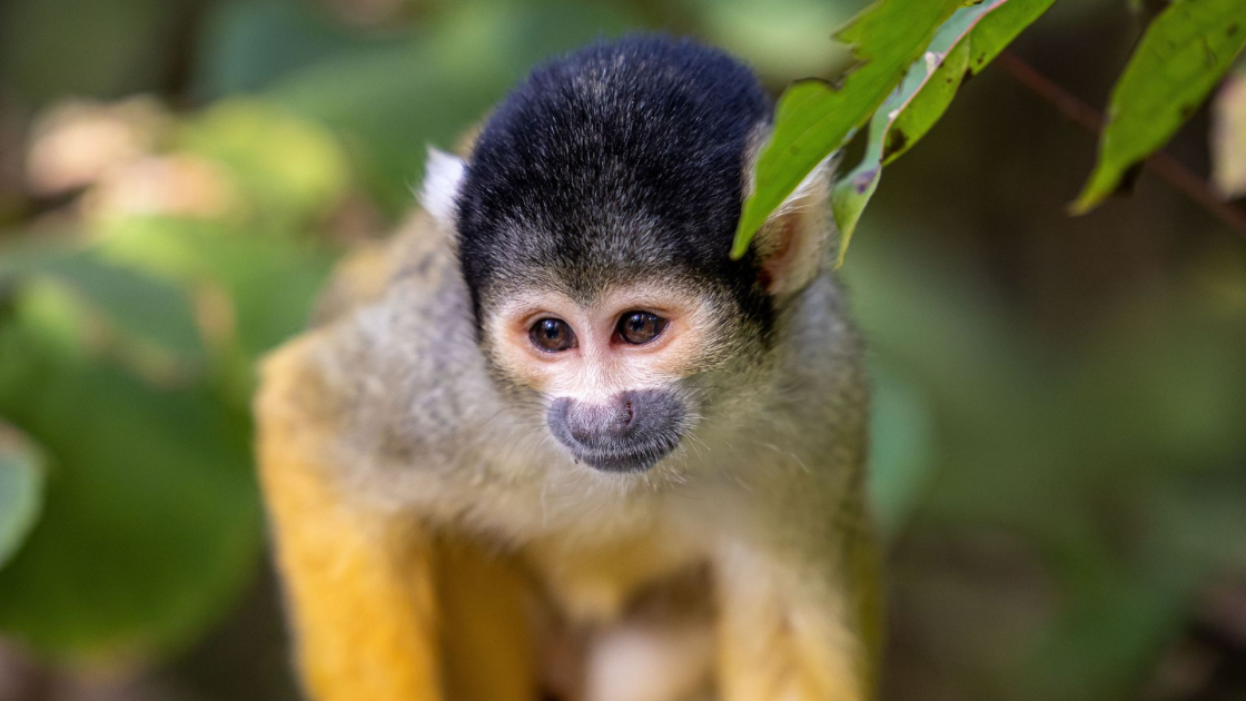 Buy Squirrel Monkey Experience Tickets online - Call Of The Wild Zoo