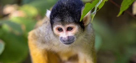 Squirrel Monkey Experience