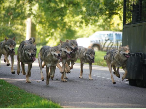 VIP WOLF AND HYENA FEEDING EXPERIENCE