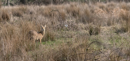 A Chinese Water Deer, a fluffy tan-brown deer, is stood in a field of long grass and scrub, looking directly over its shoulder into the camera.