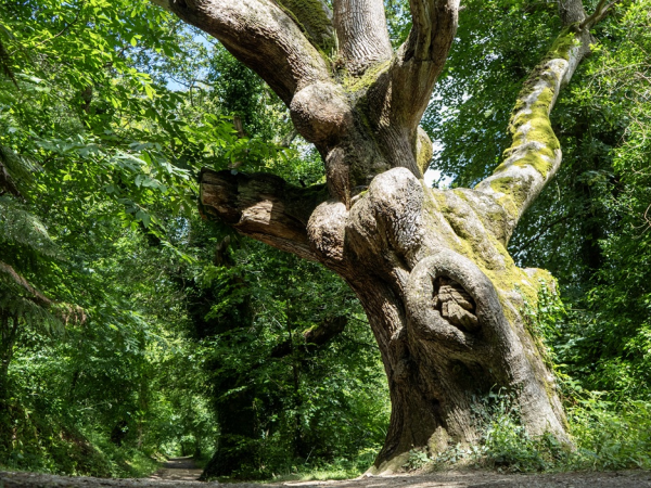 Heligan trees walk with Rob and Jeremy