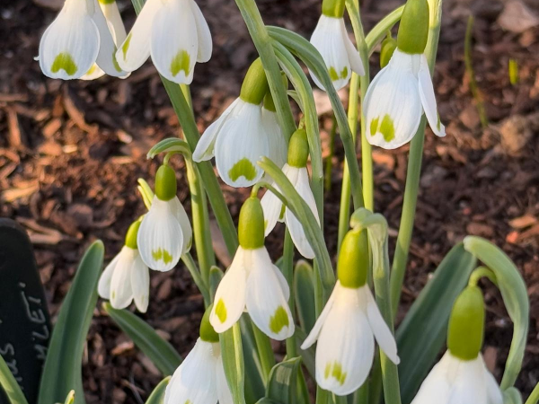 Snowdrop Gala 2026