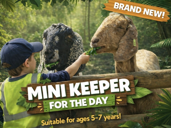 Mini-Keeper Experience