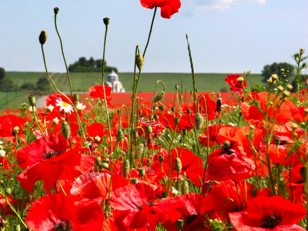 Remembrance Day London 2025