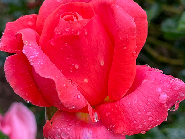 Rose Potting Workshop