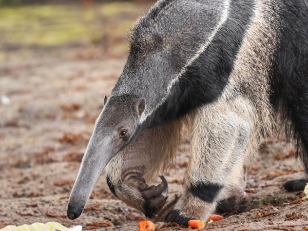 Anteater Antics - Animal Experience