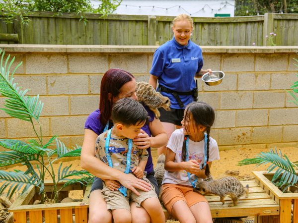 Meerkat Meet and Greet