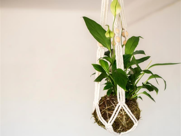 Kokedama Plant Ball & Hanger - Yarnton