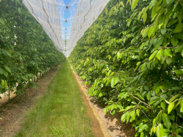 Pick Your Own Cherries