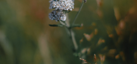 Photographing the Natural Landscape - Nature, Craft and Wellbeing Workshop