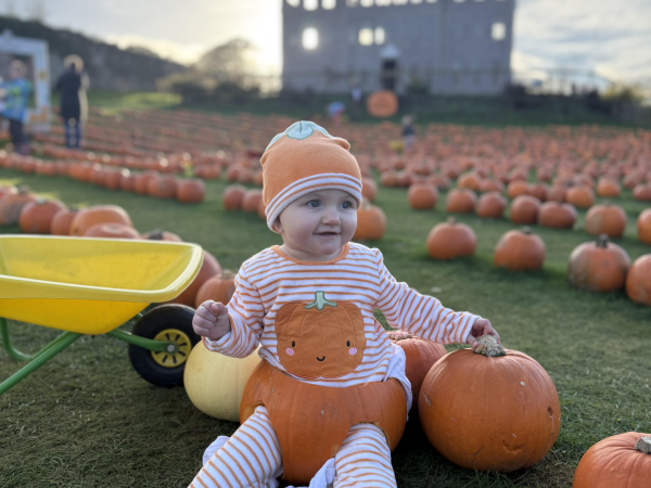 Pumpkin Patch 2026