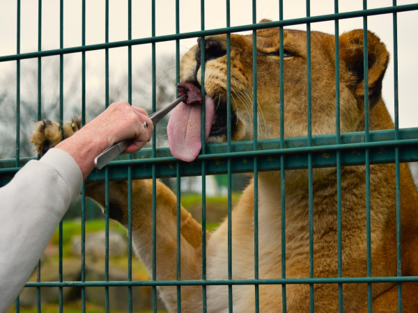 Lion feeding experience