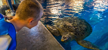 Feed the Turtle at The Aquarium