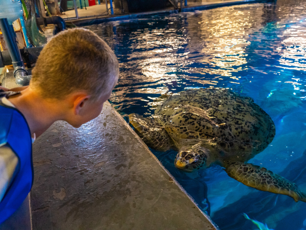 Feed the Turtle at The Aquarium