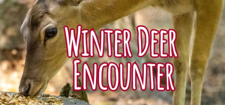 Winter Deer Encounters at NFWP