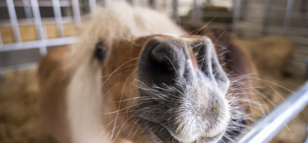 Craigies Shetland Pony Pamper Experience