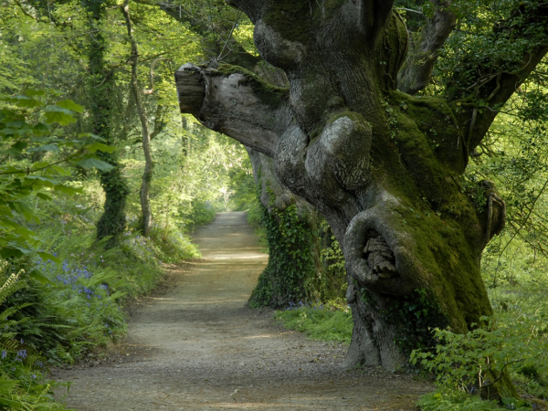 Canopies & Communities: Tree Planting at Heligan
