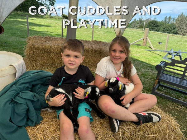 Goat Cuddles and Play