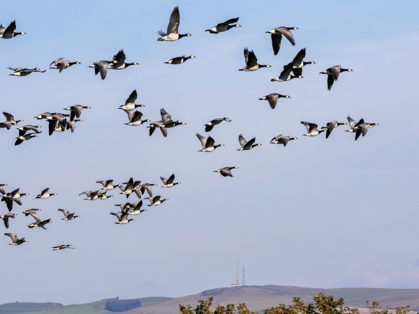 Discover Caerlaverock's Geese
