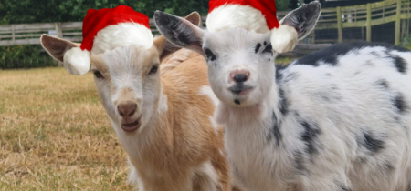 The Christmas Trail with Goat Experience