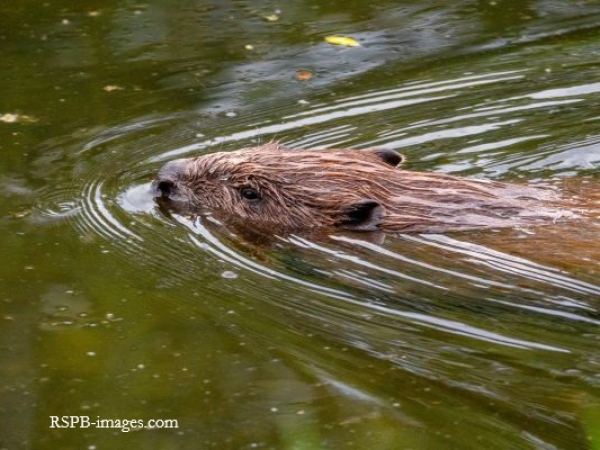 Beavers and Becks: Restoring Lowther's Watercourses