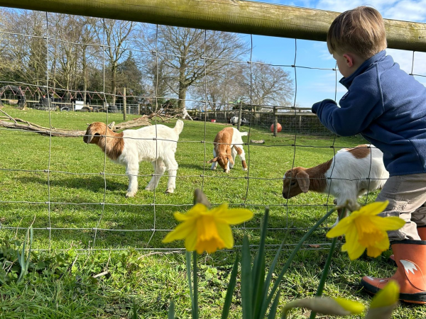 A child looks at some goats in a field