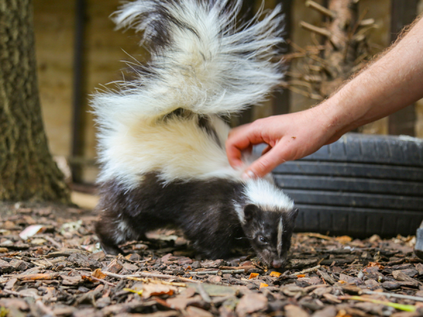 Skunk Meet and Greet