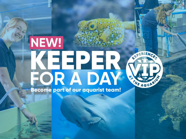 Keeper for a Day at the Aquarium