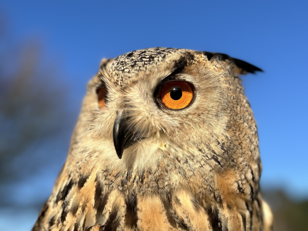 Barleylands Birds of Prey Evening