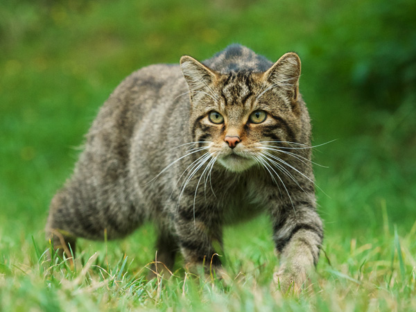 Photography Taster Session, Foxes, Wildcats & More