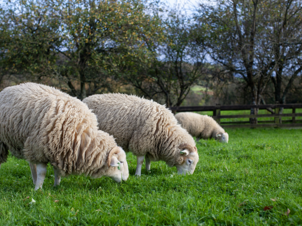 Wild Heligan - Meet the farm animals!