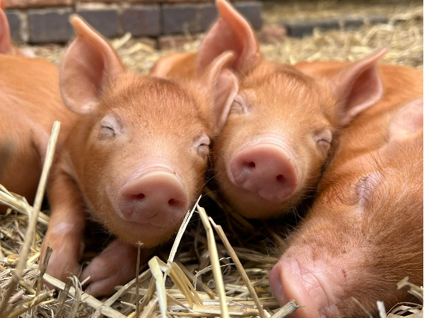 Summer Farm Admission