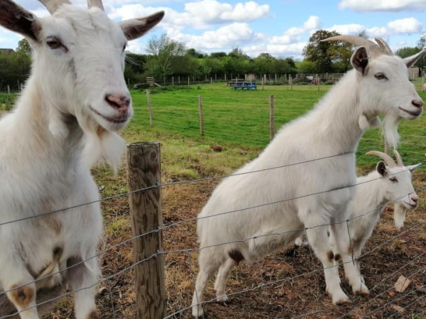 Goat Experience