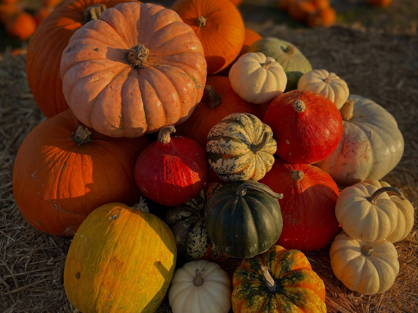 Scott’s Pumpkin Patch 2026