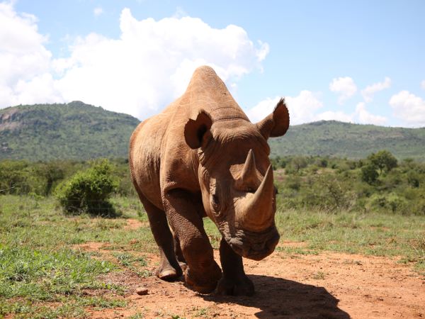 Rhinos: Back from the brink of extinction?
