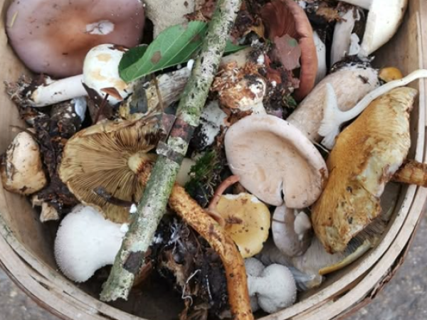 Fungi Foray. 15th October. 11:00-14:30