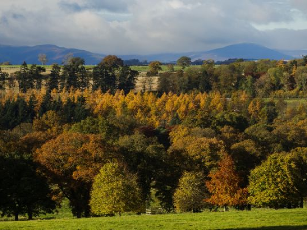 Into the Woods: The past, present and future of Britain's trees