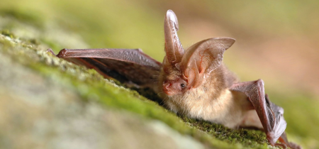 Family Bat Walk: Stony Stratford Nature Reserve