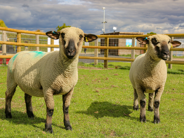 Sheep and Goat Meet and Greet