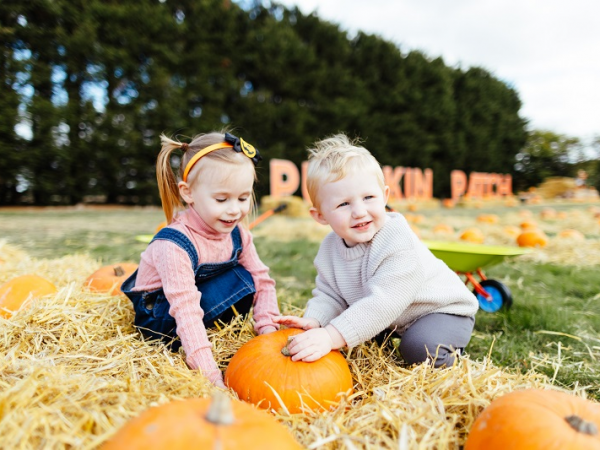 Frosts Pumpkin Patch at Willington