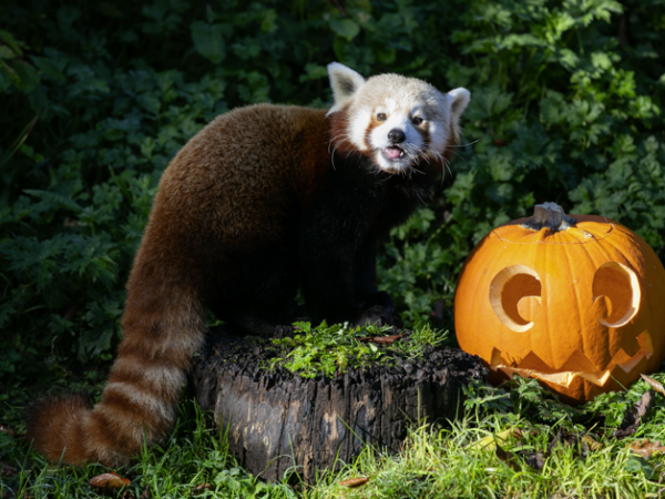 Pumpkin Making Workshop
