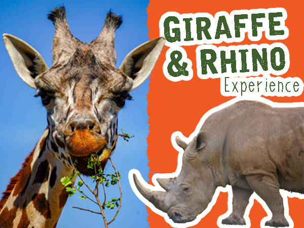 Giraffe facing head on eating a branch and a photo of rhino