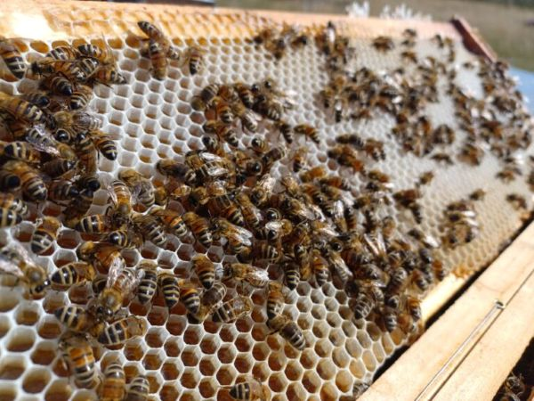 Beekeeping at Lowther. 22nd September.