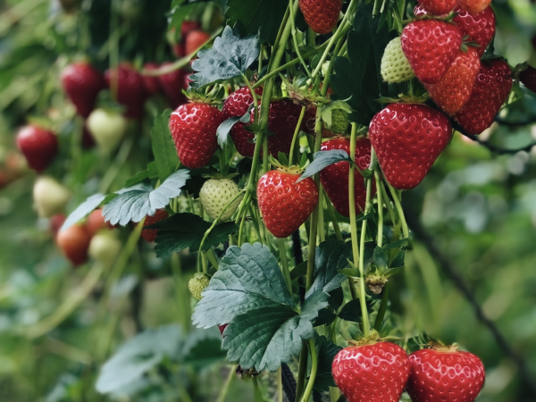 PYO Fruit Day Pass