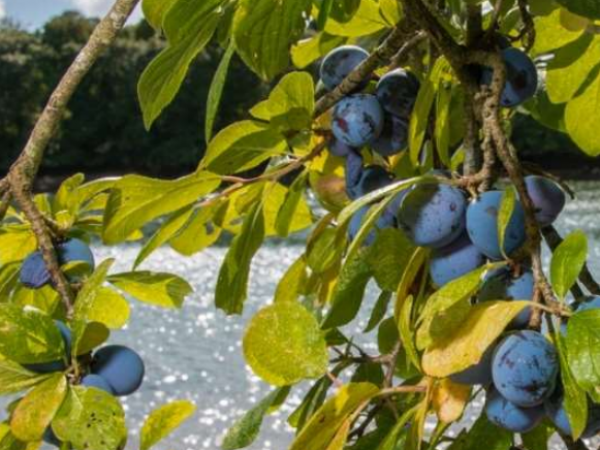 Lunchtime Talk: Where Kea Plums Grow