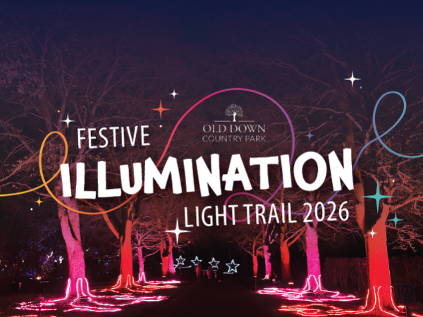 Festive Illumination Light Trail