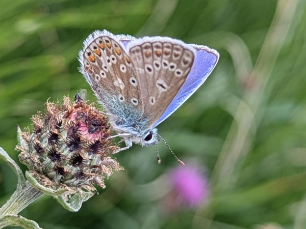 Evening Butterfly Stroll