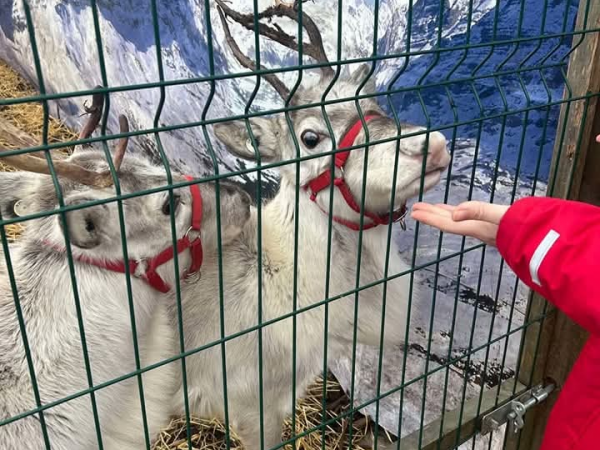 Reindeer Feeding