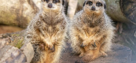 Meet the Meerkats